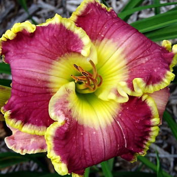 Саженцы Лилейник Cape Breton (Кейп Бретон)