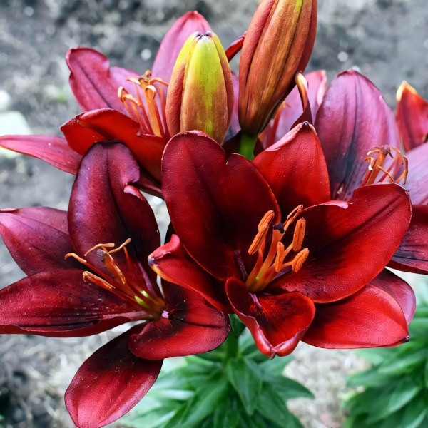 Луковицы  Лилия азиатская Tini Ghost (Тайни Гост) (3шт.)