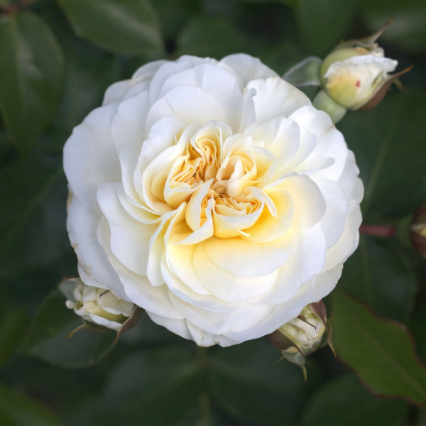 Саженцы Роза флорибунда Леди Романтика