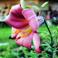 Луковицы  Лилия трубчатая Pink Perfection (Пинк Перфекшн) (3шт.)