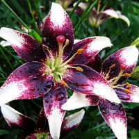 Луковицы  Лилия биколор азиатская Netty's Pride (Нэттиз Прайд) (3шт.)