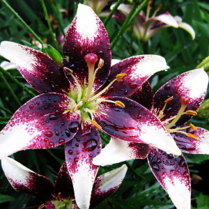  Лилия биколор азиатская Netty's Pride (Нэттиз Прайд)