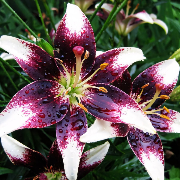 Луковицы  Лилия биколор азиатская Netty's Pride (Нэттиз Прайд) (3шт.)