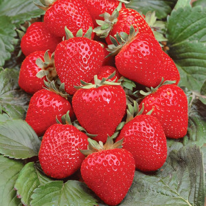 Клубника ремонтантная (крупноплодная) Анабель 5 шт. в упаковке