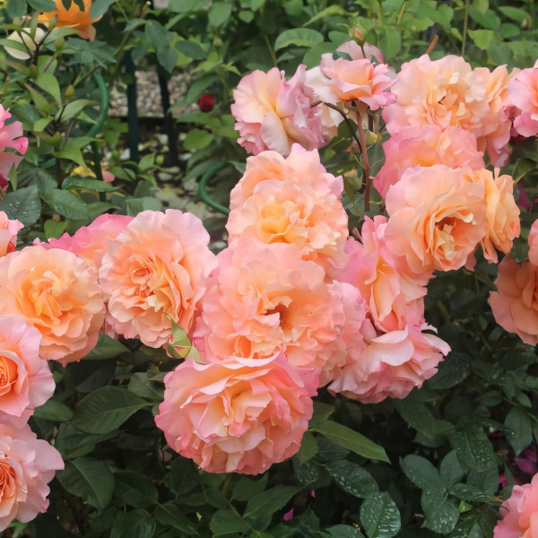 Саженцы Роза чайно-гибридная Августа Луиза