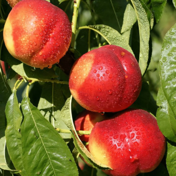 Саженцы Нектарин Старк Делишес