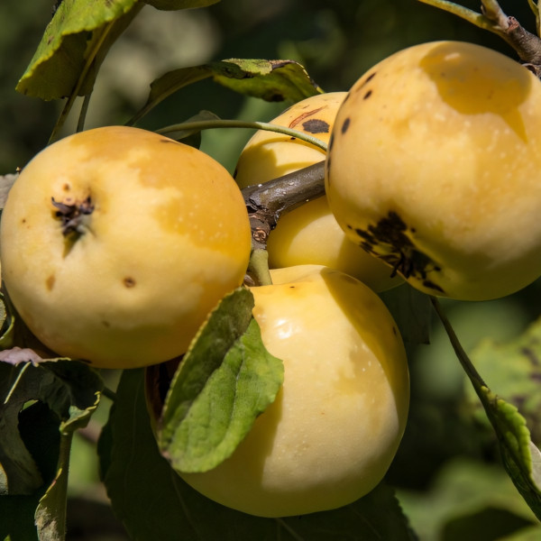 Саженцы Яблоня Китайка Золотая