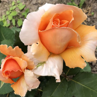 Саженцы Роза чайно-гибридная Капучино