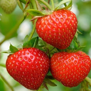 Клубника  Кабрилло ремонтантная  (упаковка 5 шт.)