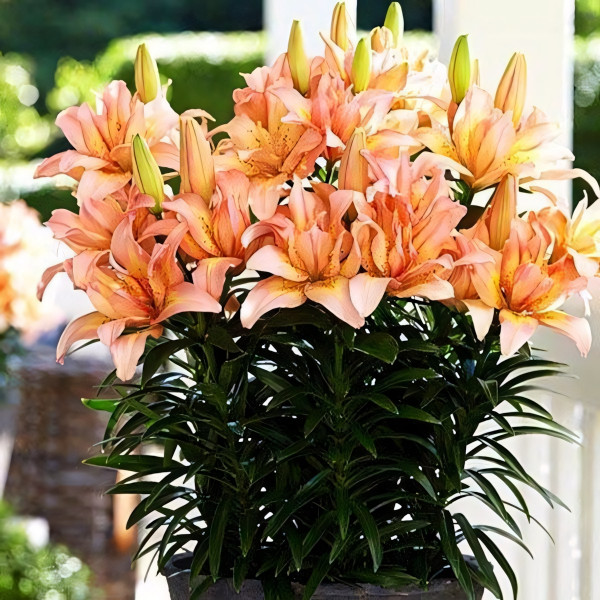 Луковицы  Лилия азиатская Splendid Joy (Сплендид Джой) (3шт.)