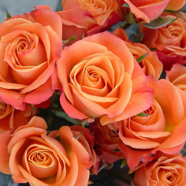 Саженцы Роза спрей Оранж Беби