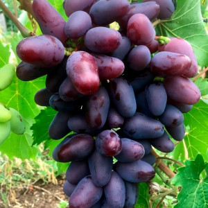 Саженцы Виноград Байконур