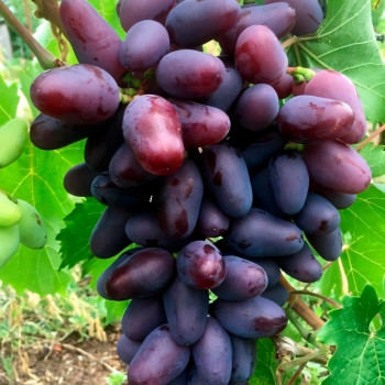 Саженцы Виноград Байконур