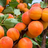 Саженцы Абрикос Кармен Топ