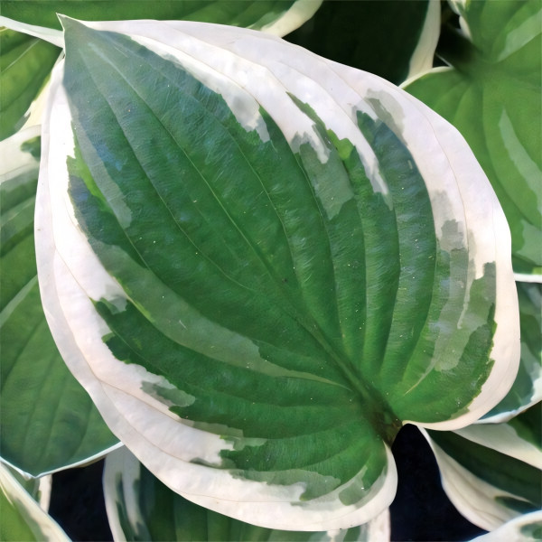 Саженцы Хоста Minuteman (Минутимэн) М