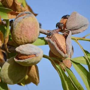Саженцы Миндаль Никитский