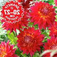 Саженцы Георгина Manhattan Island