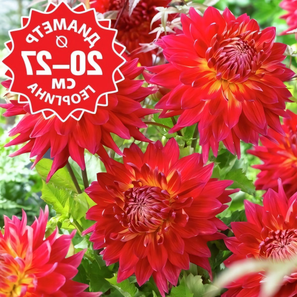 Саженцы Георгина Manhattan Island