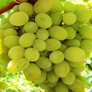 Саженцы Виноград Амурский белый