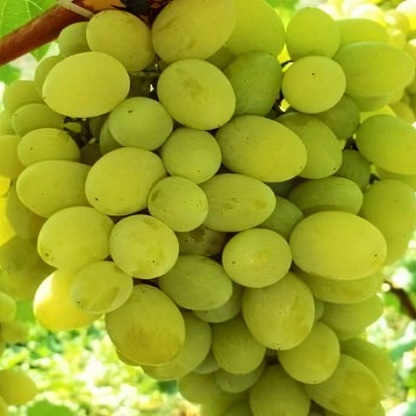 Саженцы Виноград Амурский белый