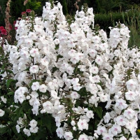 Саженцы Флокс Schneelawine (Шнеелавин)