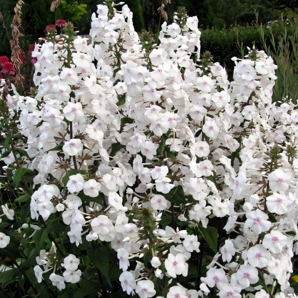 Саженцы Флокс Schneelawine (Шнеелавин)