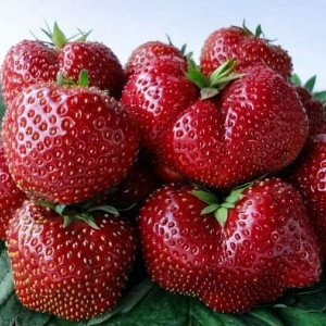 Клубника  Викода  (упаковка 5 шт.)