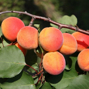 Саженцы Абрикос Монастырский