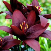 Луковицы  Лилия ЛА гибрид Royal Kiss (Роял Кисс) (3шт.)