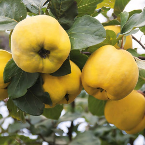 Саженцы Айва Наследница