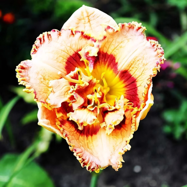 Саженцы Лилейник Bonibrae Sharky (Бонибраэ Шарки)