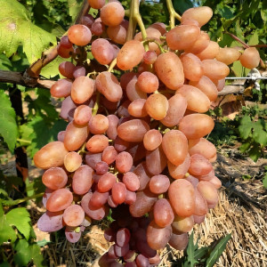 Саженцы Виноград кишмиш Находка