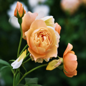 Саженцы Роза английская Роальд Даль