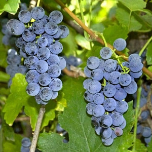 Саженцы Виноград Фиолетовый