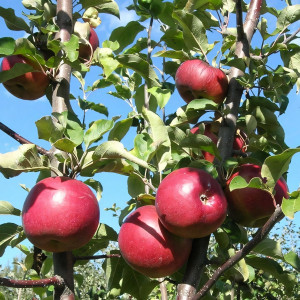 Саженцы Яблоня Антей