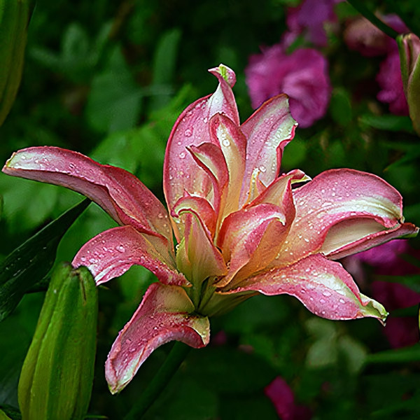 Луковицы  Лилия азиатская Aphrodite (Афродита) (3шт.)