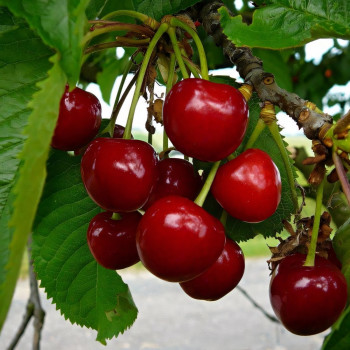 Саженцы Черешня Василиса