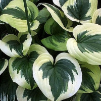 Саженцы Хоста Fragrant Queen (Фрагрант Квин) М