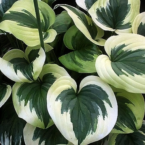 Саженцы Хоста Fragrant Queen (Фрагрант Квин) М