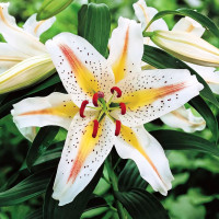 Луковицы  Лилия восточная Garden Party (Гарден Пати) (3шт.)