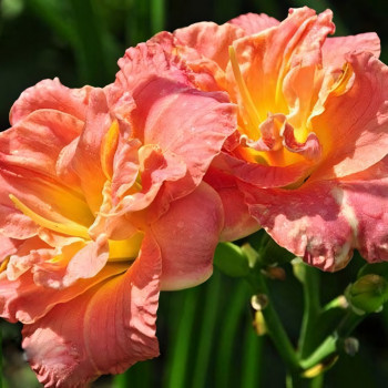 Саженцы Лилейник Lacy Doily (Лэси Доли)