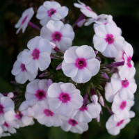 Саженцы Флокс Zauberspiel (Цаубершпиль)