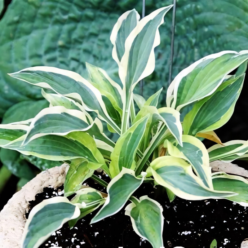 Саженцы Хоста Obscene Gesture (Обсенс Гестуре) М