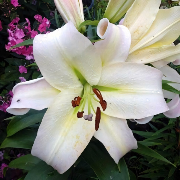 Луковицы Саженцы Лилия ОТ гибрид Pretty Women (Притти Вумен) (3шт.)