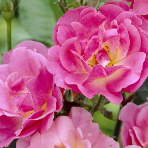 Саженцы Роза плетистая Вильям Баффин