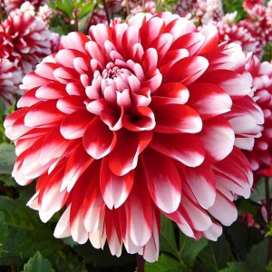 Саженцы Георгина декоративная низкорослая Little Tiger (Литтл Тайгер)