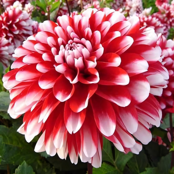 Саженцы Георгина декоративная низкорослая Little Tiger (Литтл Тайгер)