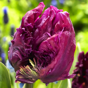 Тюльпан попугайный Пэррот Принц (в упаковке - 3шт.)