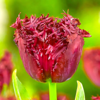 Луковицы Тюльпан бахромчатый Лабрадор (в упаковке - 3шт.)