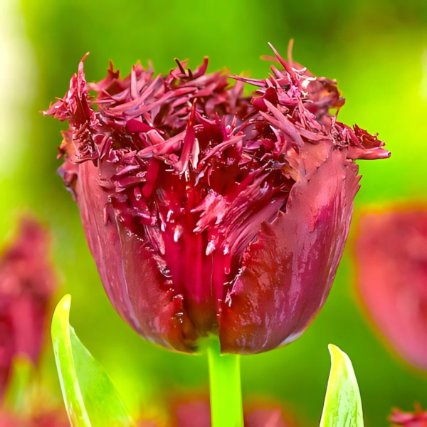 Луковицы Тюльпан бахромчатый Лабрадор (в упаковке - 3шт.)